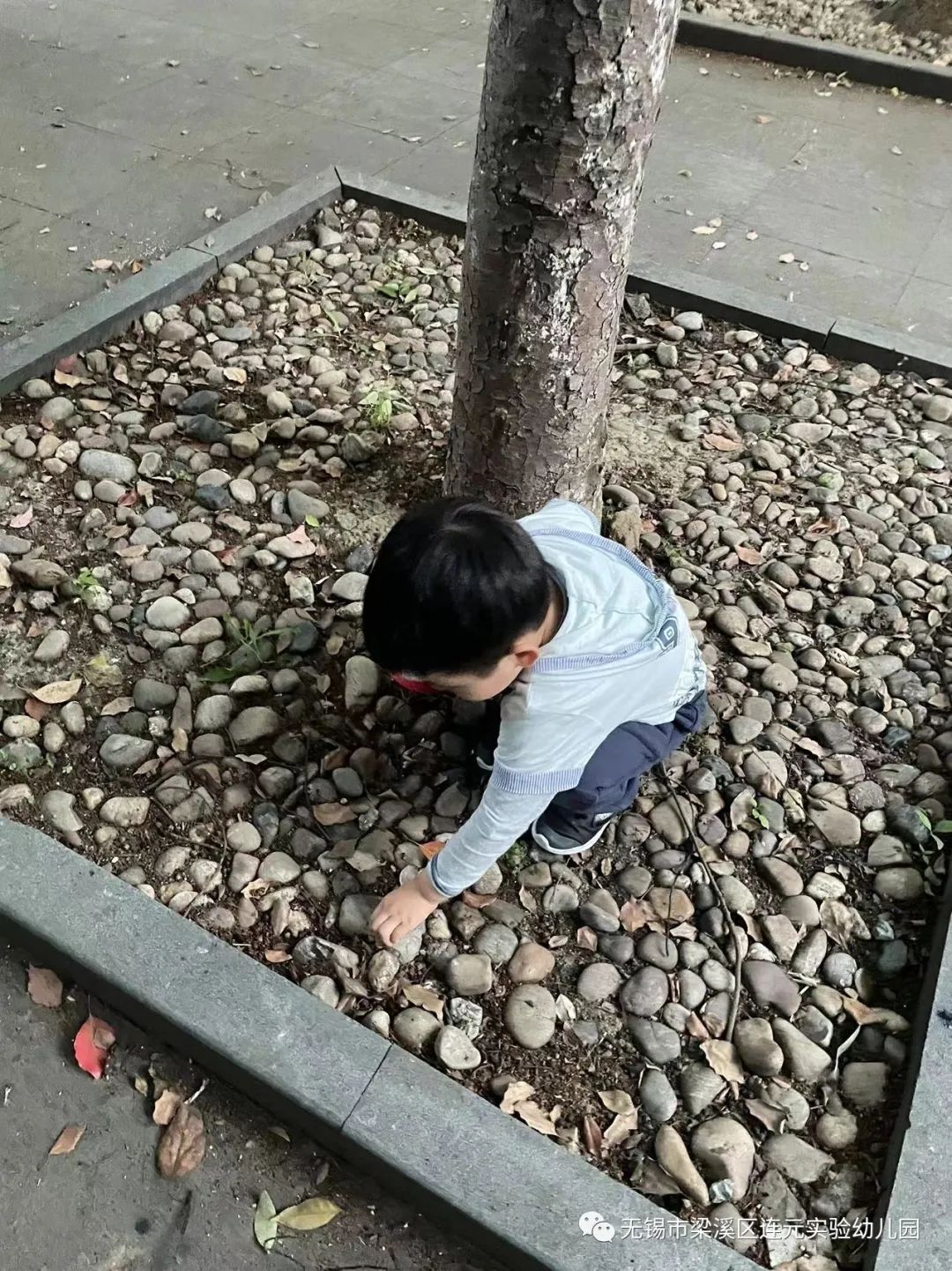https://lysy.wxlxjy.com/contents/sitefiles2051/10255363/images/31499962.jpeg